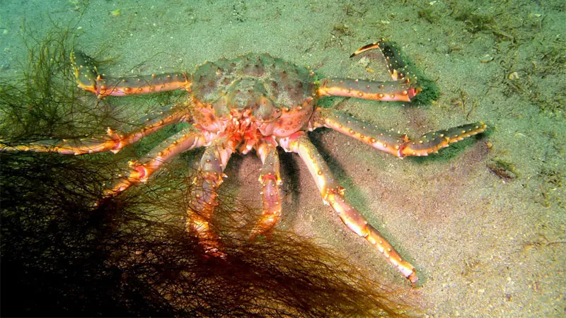 king crab