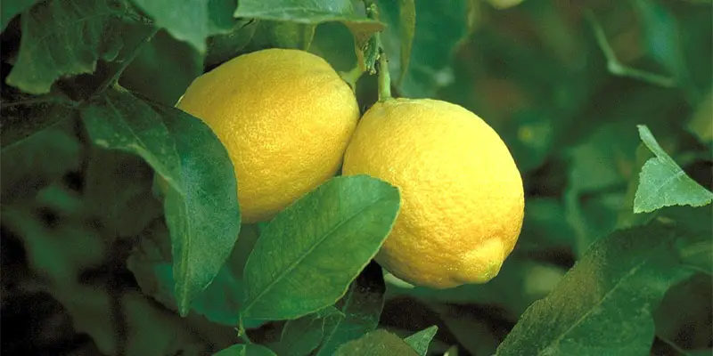 lisbon lemon