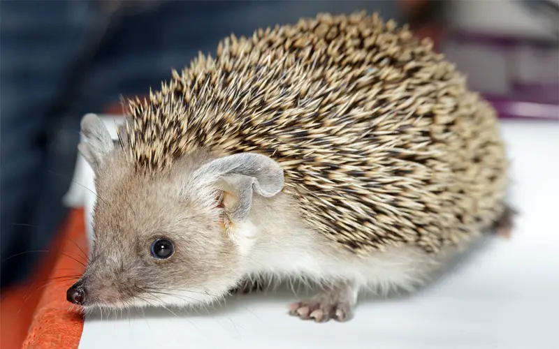 long-eared hedgehog