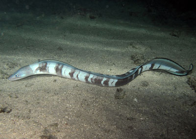 longfin african conger