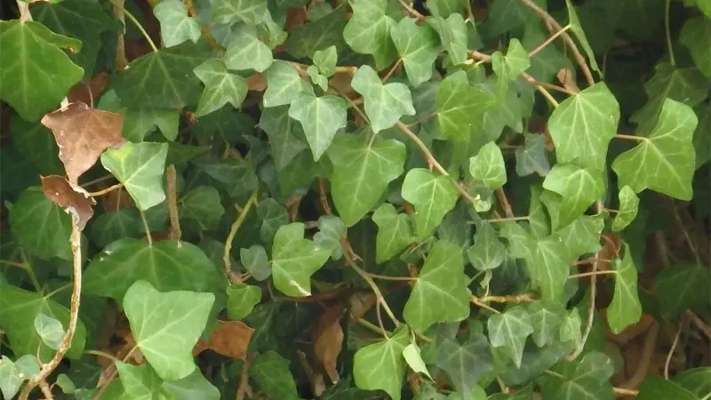 madeiran ivy