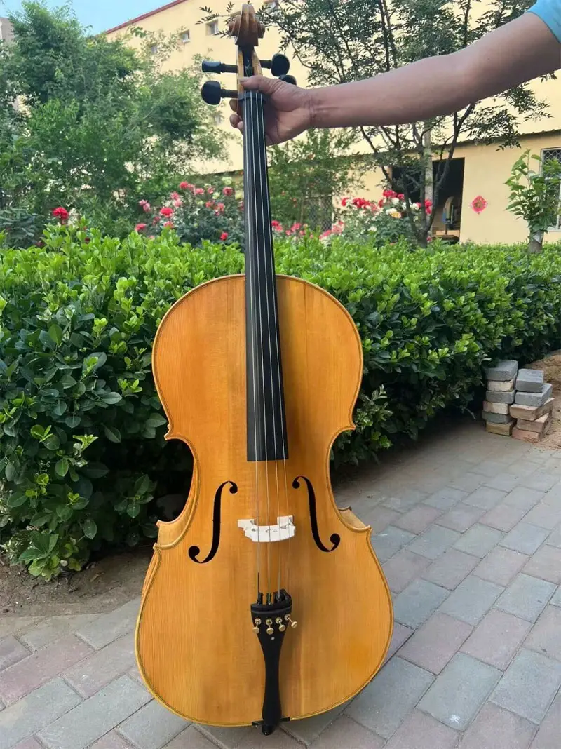 maple cello