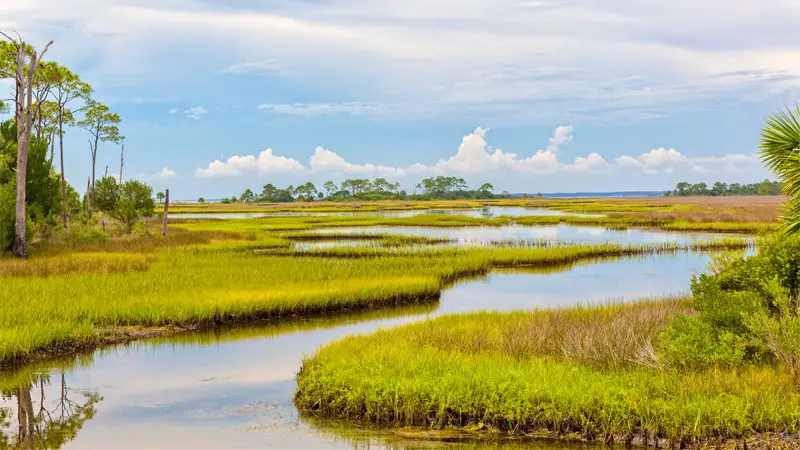 marshland terrain