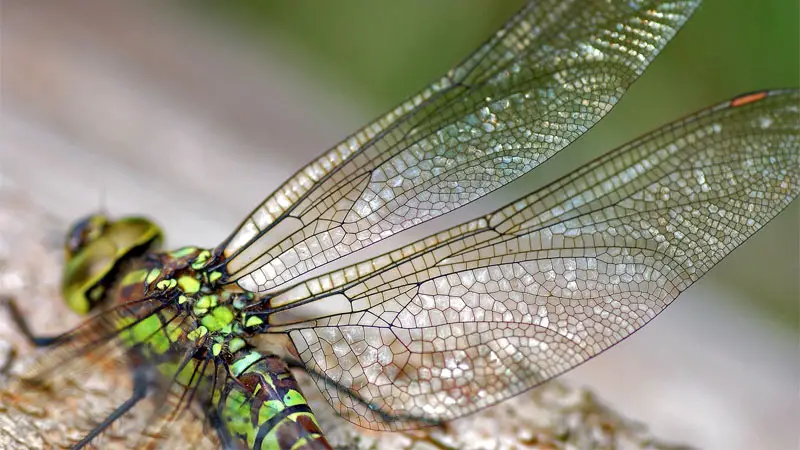 membranous wings