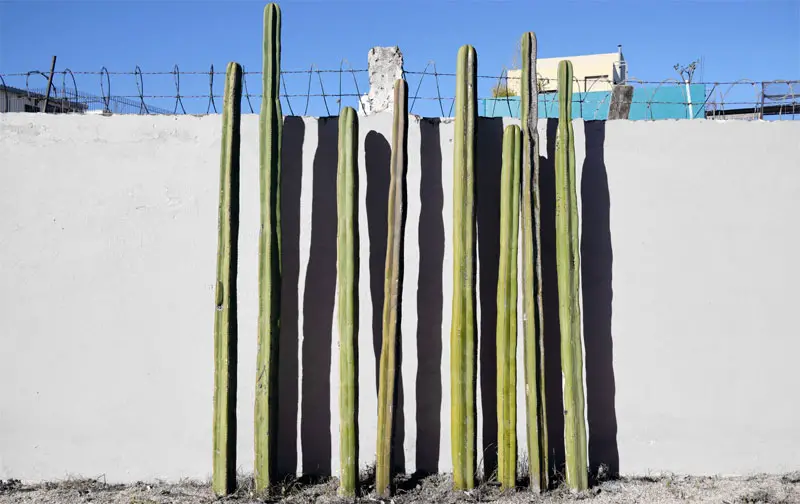 Mexican fence post cactus