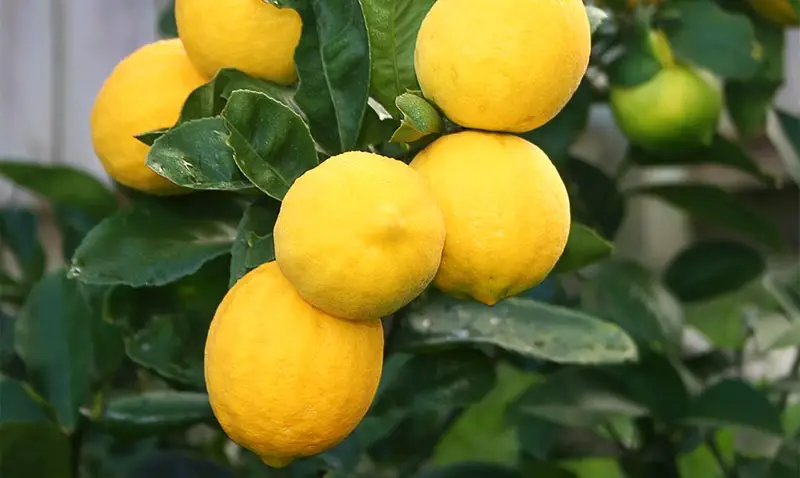 meyer lemon