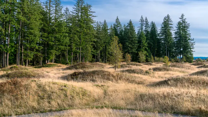 mima mounds terrain
