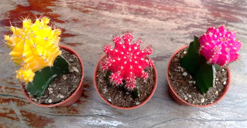 moon cactus