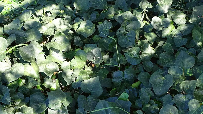 moroccan ivy