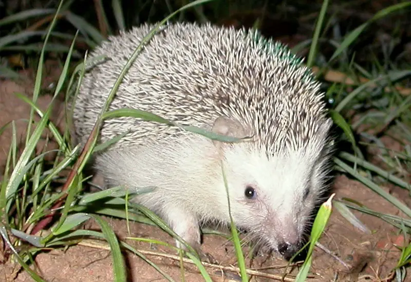 north African hedgehog