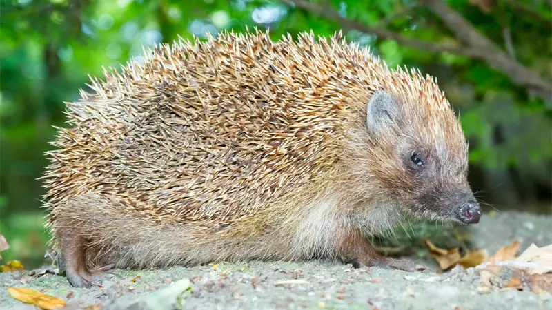 northern white-breasted hedgehog