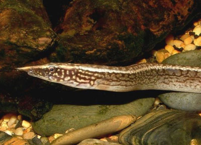 ocellated spiney eel