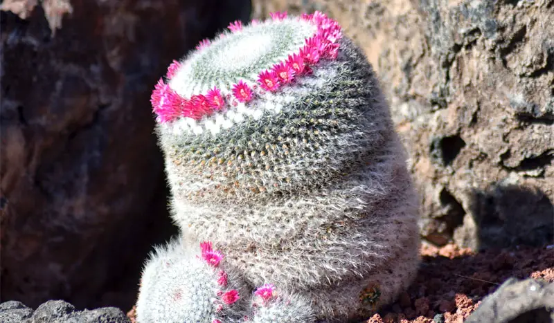 old lady cactus