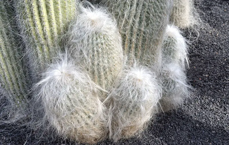 old man cactus