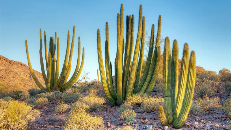 organ pipe cactus