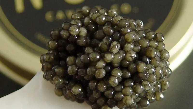 paddlefish caviar