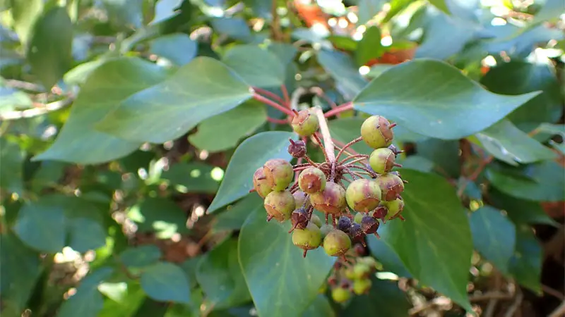 pastuchov's ivy