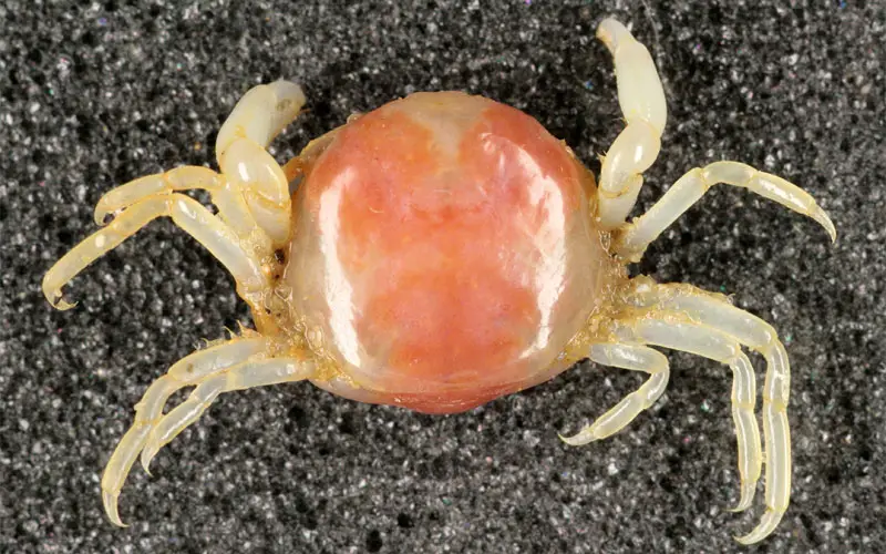 pea crab