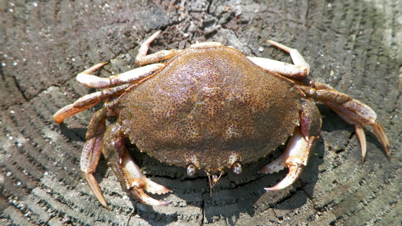 peekytoe crab