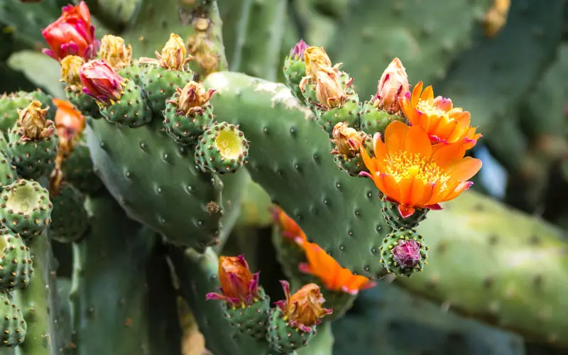 prickly pear cactus