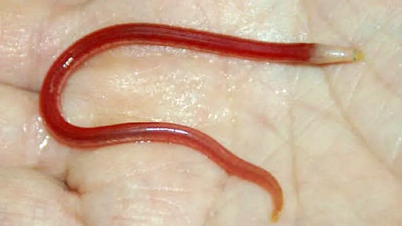 purple spaghetti eel