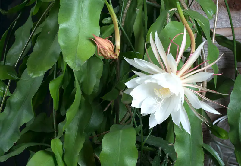 queen of the night cactus