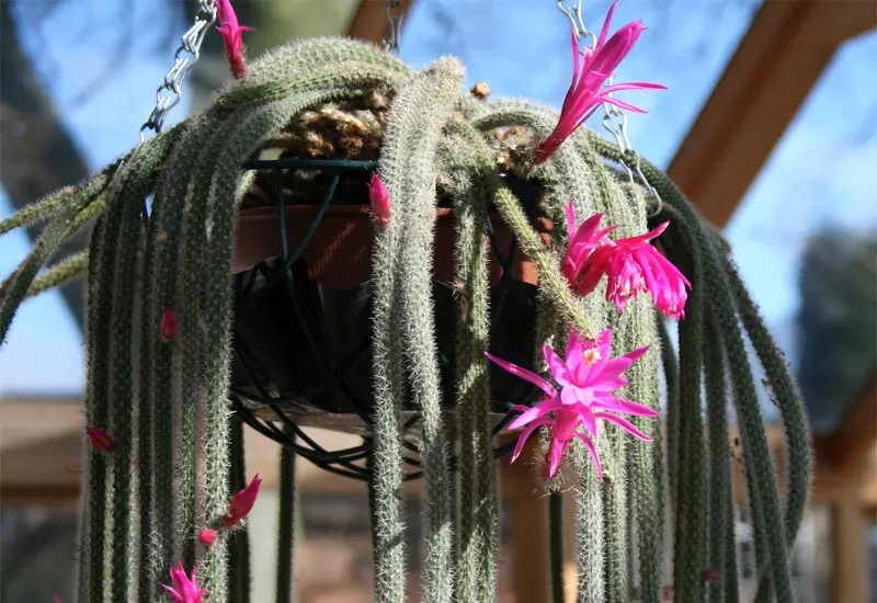 rat tail cactus