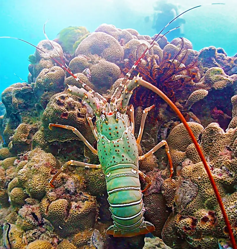 reef lobster