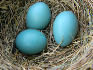 robin egg