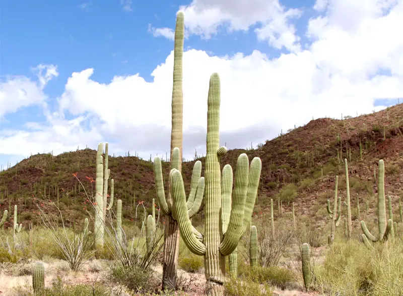 saguaro cactus