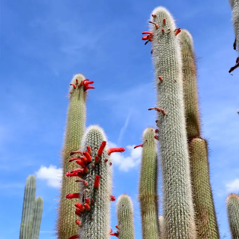 silver torch cactus