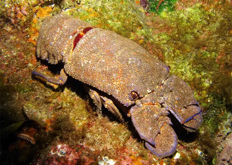 slipper lobster