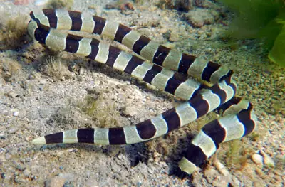 snake eel