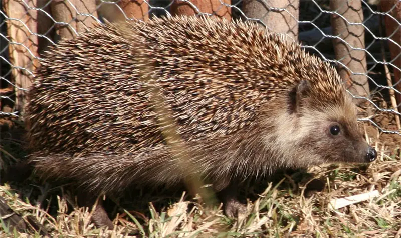 southern African hedgehog