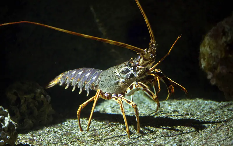 spiny lobster