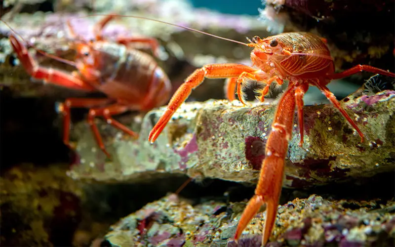 squat lobster