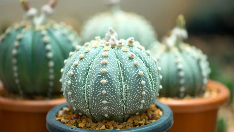 star cactus