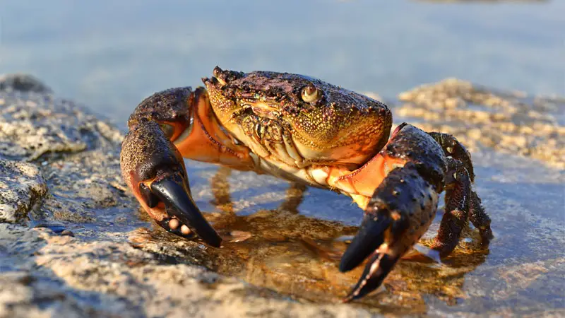 stone crab