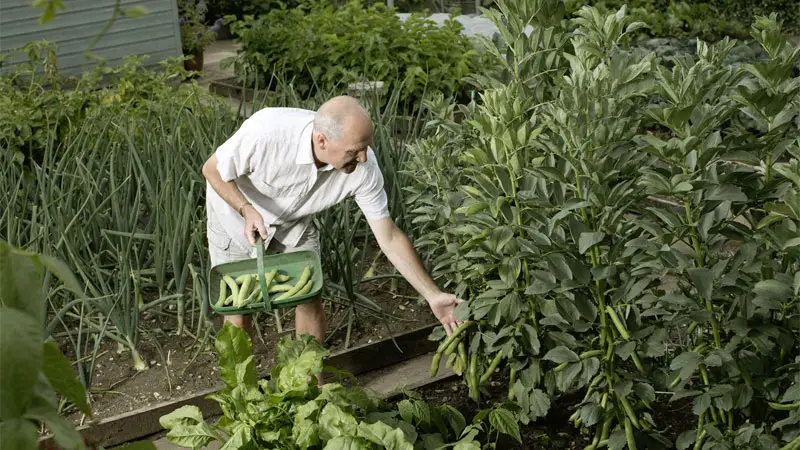 subsistence farming