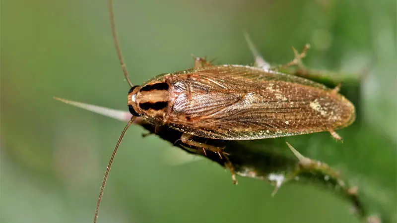 tegmina wings on cockroach