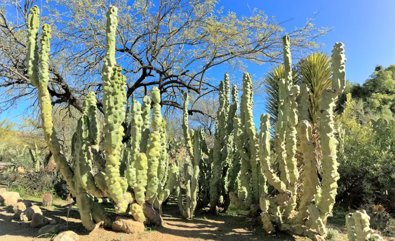 totem pole cactus