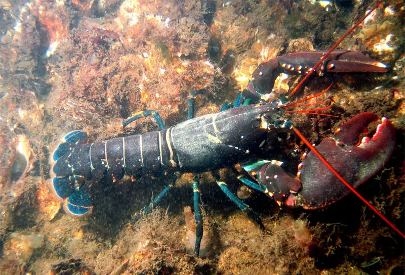 true lobster