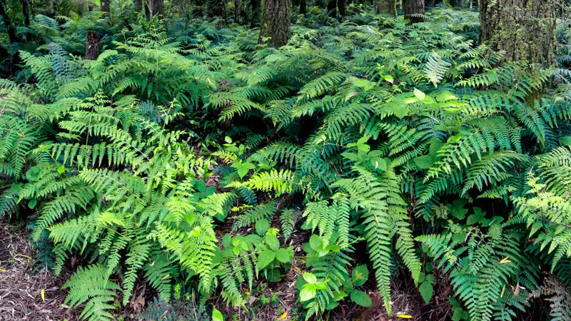 types of ferns