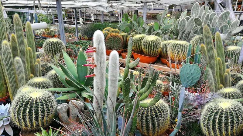 types of cactus