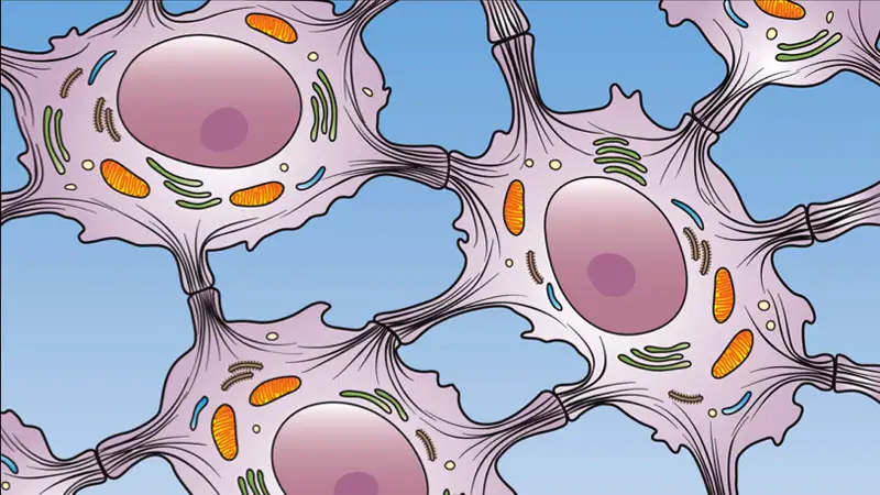 types of cell junctions