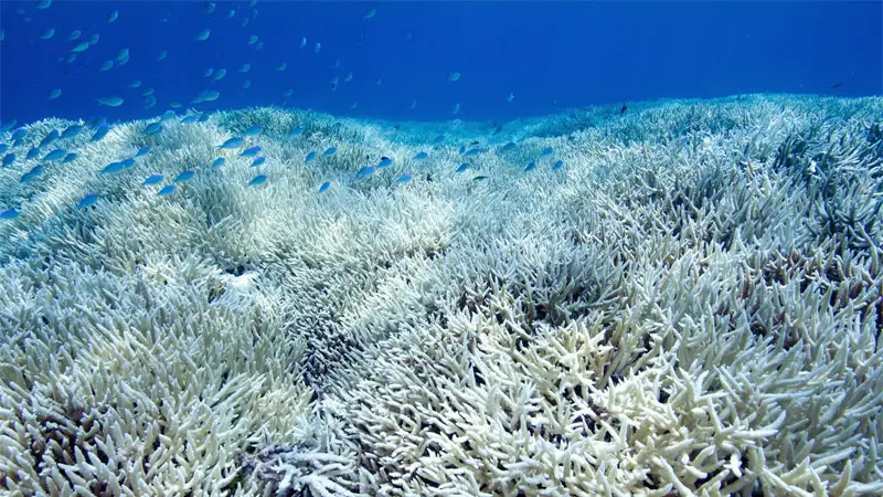 types of coral reef