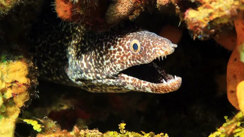 types of eels