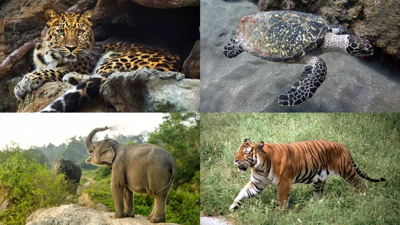 types of endangered animals