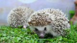 types of hedgehogs