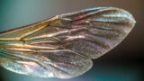 types of insect wings